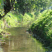 Bach im Naturschutzgebiet