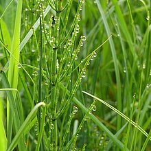 Sumpf-­Schachtelhalm (Equisetum palustre)