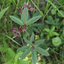 Blühendes Sumpf-Blutauge