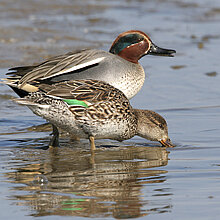 Krickenten am Wasser.