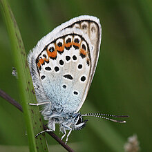Geißklee-Bläuling (Plebejus argus) Tagfalter