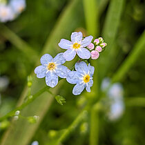 Sumpf-Vergissmeinnicht (Myosotis scorpioides) mit hellblauen Blüten.