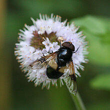 Gemeine Hummel Schwebfliege auf einer Blüte.