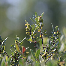 Gagelstrauch mit Früchten.