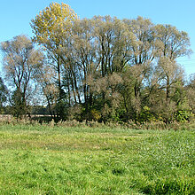 NSG Varlarer Mühlenbach - Feuchtwiese mit Bäumen