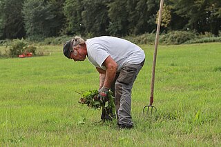 Zurückdrängen von Störzeigern: Ampferstechen.