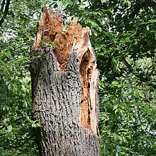 Totholz im Eichenwald