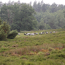 Pommersches Landschaf