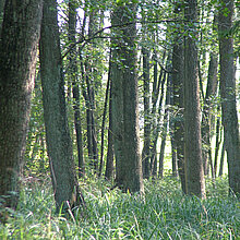 Bachbegleitender Erlenwald