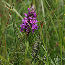 Geflecktes Knabenkraut auf der Wiese.