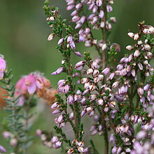 Besen-Heide (Calluna vulgaris)
