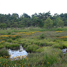 Gelben Moorlilien im Süskenbrocksmoor.