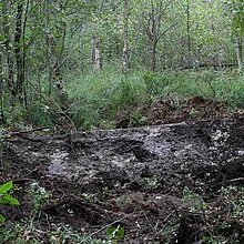 Abschnittsweiser Grabenverschluss: Einbau von einem mit Torf übererdeten Holzstau mit Nut und Feder im Moorbereich (Oktober 2016).