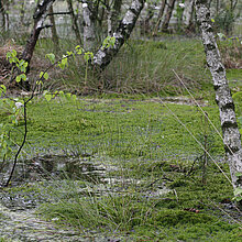 Torfmoos-Schwingrasen