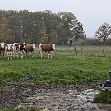 Weide mit Rindern und Tränke.