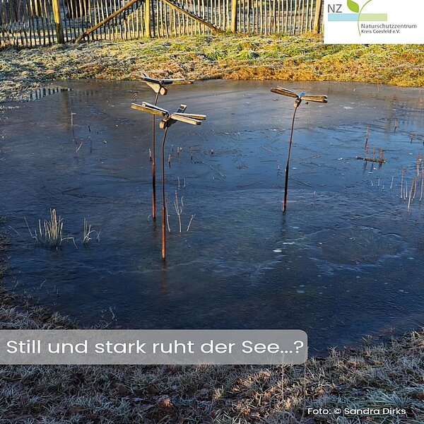 ❄️Winterliche Grüße aus dem Naturschutzzentrum!🌊Die Winterquelle auf unserem Gelände hat den Teich&hellip;