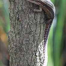 Waldeidechse (Lacerta vivipara)