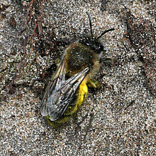 Frühlings-Seidenbiene