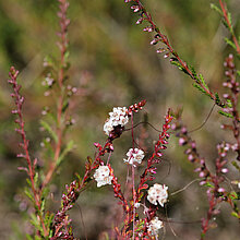 Quendel-Seide (Cuscuta epithymum)