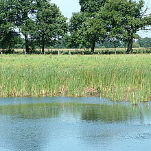 Bänke mit Bäumen im Hintergrund.