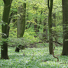 Eichen-Hainbuchenwald
