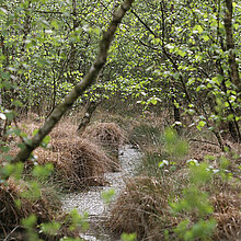 Entwässerungsgraben