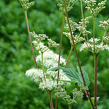Echtes Mädesüß (Filipendula ulmaria)