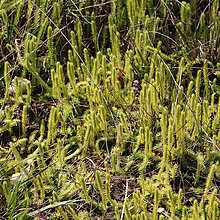 Sumpf-Bärlapp (Lycopodiella_inundata)