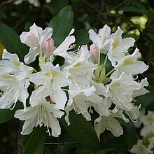 Im Venner Moor gibt es große Rhododendron-Bestände. Sie sind neophytisch und nicht standortgerecht. Zudem verdrängen sie die typische Wald- und Moorvegetation im Schutzgebiet, sodass sie aufwendig entfernt werden müssen.