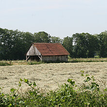 Das Heu wird getrocknet.