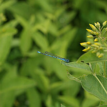 Hufeisen-Azurjungfer - Libelle