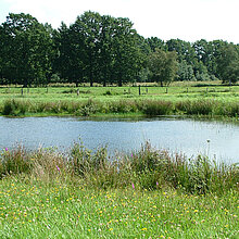 Blänke mit Wiese und Bäumen.