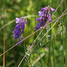 Vogel-Wicken Blüten