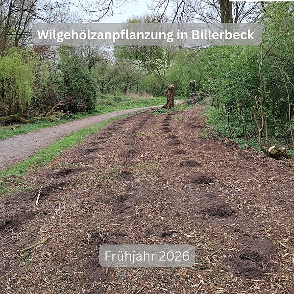 Instagram Post 18090425918343022 Neue Wildgehölzhecke in Billerbeck 🌿Im Frühjahr 2026 wurde in Billerbeck eine neue Wildgehölzhecke…