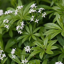 Waldmeister (Galium odoratum), Bärlauch und Orchideen erblühen im Frühjahr und bilden einen sehr blütenreichen Waldboden.