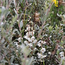 Kriechweide (Salix repens). Bestand in NRW gefährdet (Rote Liste NRW 2020)