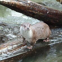 Fischotter (Flussbüro Erfurt)