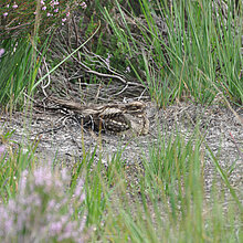 Ziegenmelker (Caprimulgus europaeus) sind Bodenbrüter