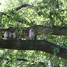 Bronze Waldkauz Skulpturen in alter Eiche.