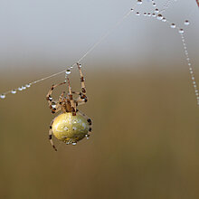 Vierfleckkreuzspinne