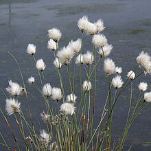 Scheiden-Wollgras (Eriophorum vaginatum)