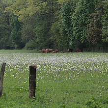 Weide mit Löwenzahn