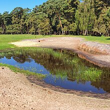 Trittschäden der Pferdehufe an den Kleingewässern mit Sumpfquendel.
