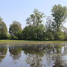 Kleingewässer mit Bäumen