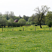 Blühende Wiesen und Weiden.