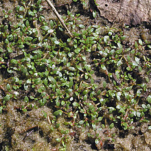 Wasserpfeffer-Tännel