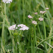 Röhrige Pferdesaat (Oenanthe fistulosa). In NRW im Bestand gefährdet (Rote Liste NRW 2020)