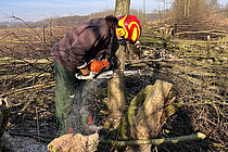 Gehölschnitt