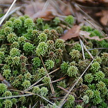 Torfmoos - Sphagnum capillifolium im Venner Moor.