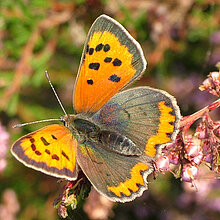 Kleiner Feuerfalter eine farbenprächtige Schmetterlingsart der Heiden-und Sandmagerrasenbiotope.